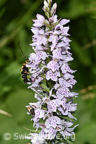 Gefleckter Schmalbock (Rutpela maculata) auf Fuchs