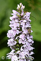 Gefleckter Schmalbock (Rutpela maculata) auf Fuchs