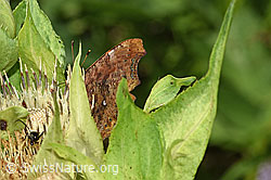 C-Falter (Polygonia c-album) an Kohldistel (Cirsium oleraceum)