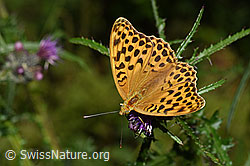 F218766: Kaisermantel (Argynnis paphia) auf Sumpf-Kratzdistel (Cirsium palustre)