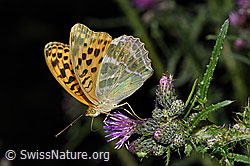 F218767: Kaisermantel (Argynnis paphia) auf Sumpf-Kratzdistel (Cirsium palustre)