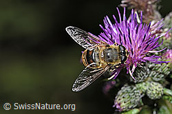 Sumpf-Kratzdistel (Cirsium palustre)