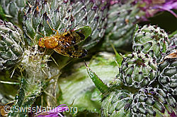 Sumpf-Kratzdistel (Cirsium palustre)
