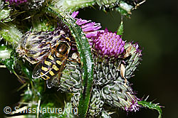 Sumpf-Kratzdistel (Cirsium palustre)