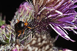 Sumpf-Kratzdistel (Cirsium palustre)