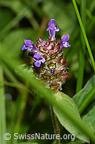 Gemeine Brunelle (Prunella vulgaris) (F218838)