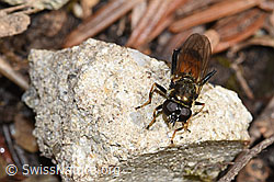Gemeine Langbauchschwebfliege (Xylota segnis) (03.07.2022, F218842)