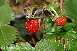 Wald-Erdbeere (Fragaria vesca) (03.07.2022, F218859)