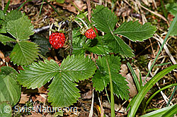 Wald-Erdbeere (Fragaria vesca) (03.07.2022, F218860)