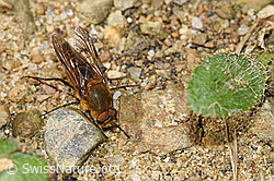 Gewöhnliche Stilettfliege (Thereva nobilitata) (03.07.2022, F218871)