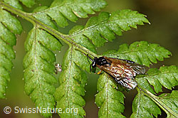 Photo: Athalia circularis