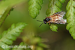 Photo: Athalia circularis