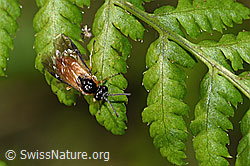 Athalia circularis (Echte Blattwespe) (03.07.2022, F218888)