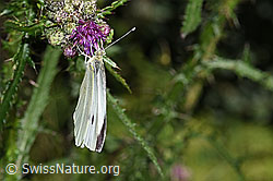 Grosser Kohlweissling (Pieris brassicae) an Sumpf-Kratzdistel (Cirsium palustre) (F218893) Grosser Kohlweissling (Pieris brassicae) an Sumpf-Kratzdistel (Cirsium palustre) (F218893)