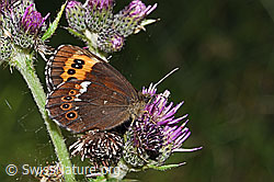 Sumpf-Kratzdistel (Cirsium palustre)