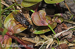 Photo: Monostegia abdominalis