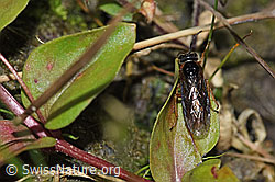 Photo: Monostegia abdominalis