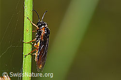 Monostegia abdominalis (Echte Blattwespe) (03.07.2022, F218924)