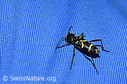Schmalfühleriger Widderbock (Clytus lama) (03.07.2022, F218939)