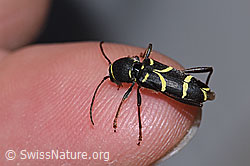 Schmalfühleriger Widderbock (Clytus lama) (03.07.2022, F218940)