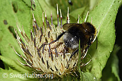 Hellgelbe Erdhummel (Bombus lucorum) auf Kohldistel (Cirsium oleraceum) (F218971) Hellgelbe Erdhummel (Bombus lucorum) auf Kohldistel (Cirsium oleraceum) (F218971)