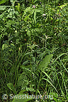 Gebräuchlicher Baldrian (Valeriana officinalis) (F218996) Gebräuchlicher Baldrian (Valeriana officinalis) (F218996)