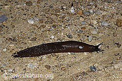 Spanische Wegschnecke (Arion vulgaris) (F219006) Spanische Wegschnecke (Arion vulgaris) (F219006)