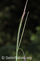 Schlaffe Segge (Carex flacca) (F219021)