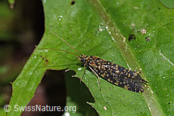 Köcherfliege (Trichoptera) (F219065) Köcherfliege (Trichoptera) (F219065)