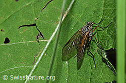 Rhagio notatus (Schnepfenfliege) (F219096)
