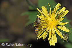 Sumpf-Pippau (Crepis paludosa)