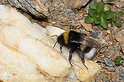 Heide-Erdhummel (Bombus cryptarum) (F220653)