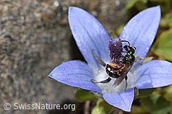 Glockenblumen-Scherenbiene (Chelostoma rapunculi) auf Mont Cenis-Glockenblume (Campanula cenisia)