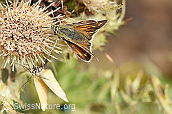 Hesperia comma on Cirsium spinosissimum (F224564)