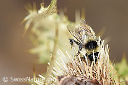 Alpen-Kratzdistel (Cirsium spinosissimum)