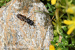Crabro alpinus (Grabwespe) (21.07.2022, F224575)