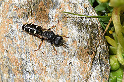 Crabro alpinus (Grabwespe) (21.07.2022, F224576)