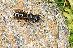 Crabro alpinus (F224577)