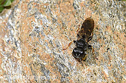 Crabro alpinus (F224579)