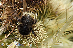 Bombus wurflenii auf Alpen-Kratzdistel (Cirsium spinosissimum) (F224583)