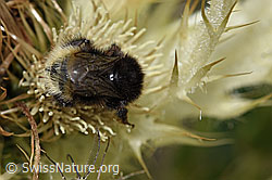 Bergwald-Hummel (Bombus wurflenii) auf Alpen-Kratzdistel (Cirsium spinosissimum) (21.07.2022, F224584)