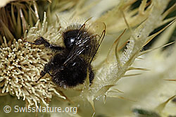 Bombus wurflenii on Cirsium spinosissimum (F224587)