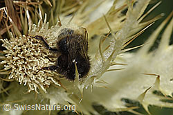 Bombus wurflenii on Cirsium spinosissimum (F224588)