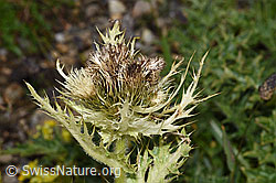 Alpen-Kratzdistel (Cirsium spinosissimum) (21.07.2022, F224590)
