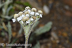 Zwerg-Schafgarbe (Achillea nana) (21.07.2022, F224599)