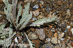 Achillea nana (F224601)