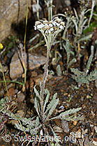 Zwerg-Schafgarbe (Achillea nana) (21.07.2022, F224602)