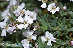 Kriechendes Gipskraut (Gypsophila repens) (21.07.2022, F224610)