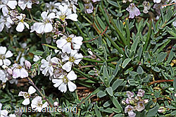 Gypsophila repens (F224611)