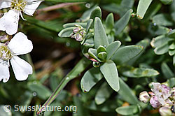 Gypsophila repens (F224614)